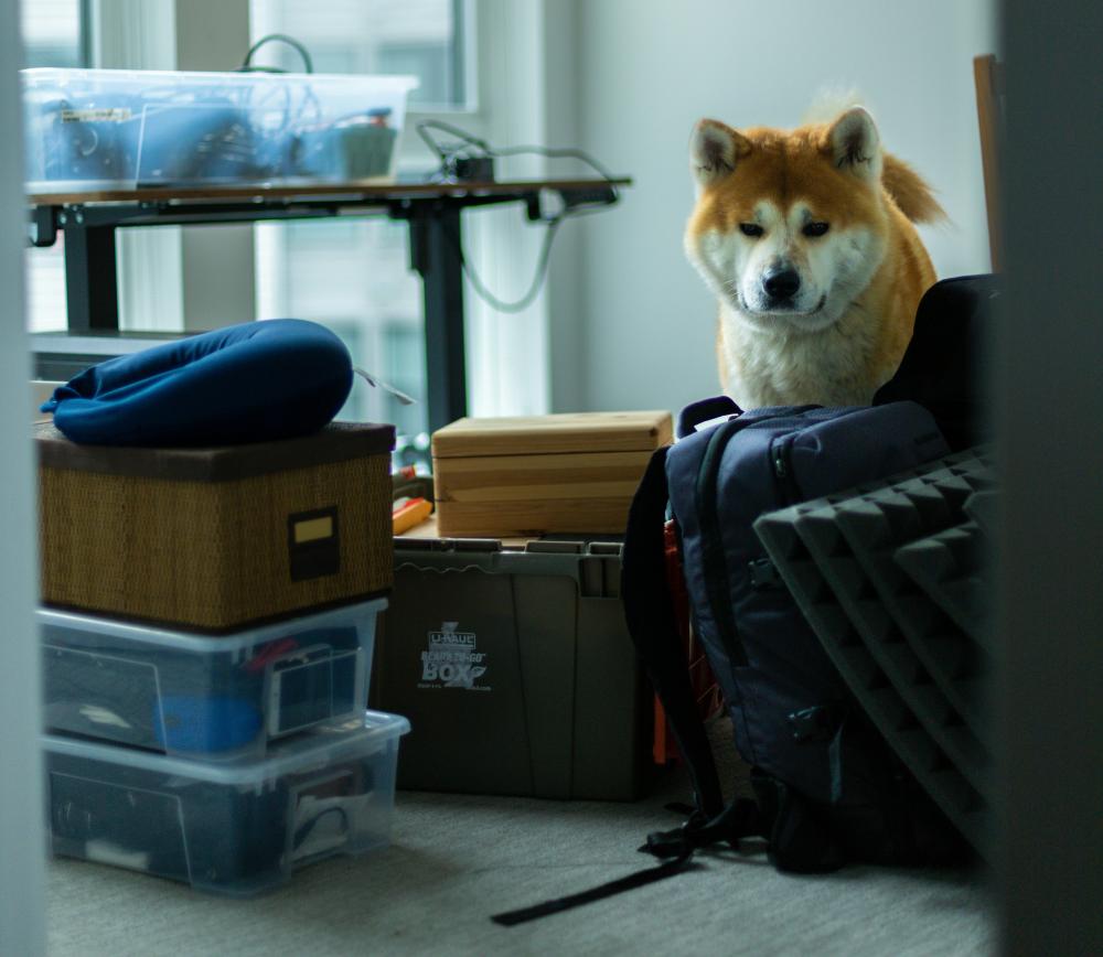 Verhuizen met je hond zonder stress, het kan!